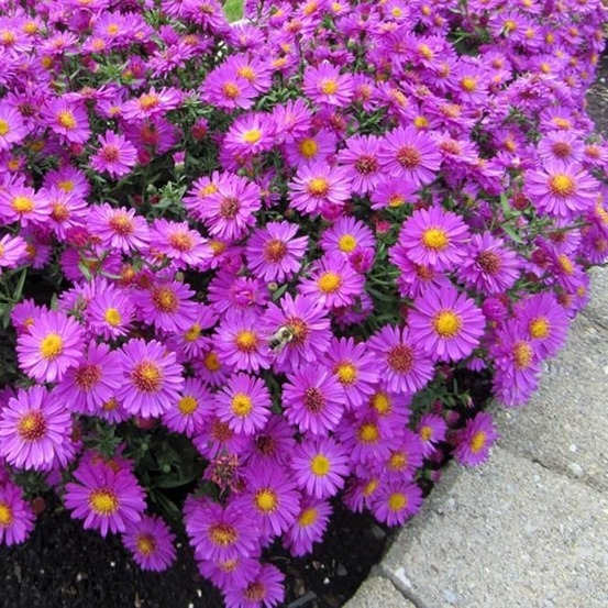 Aster nain 'anneke' pot de 1,5l/2l