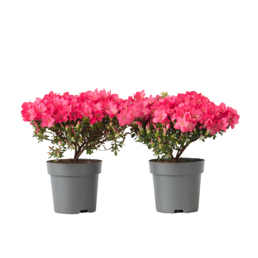 Azalée - set de 2 - rhododendron azalea 'anouk' - hauteur 25-40cm - ⌀17cm