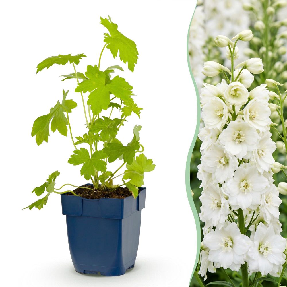 Delphinium galahad - lot de 3 - h 15-25 cm, pot ø11 cm