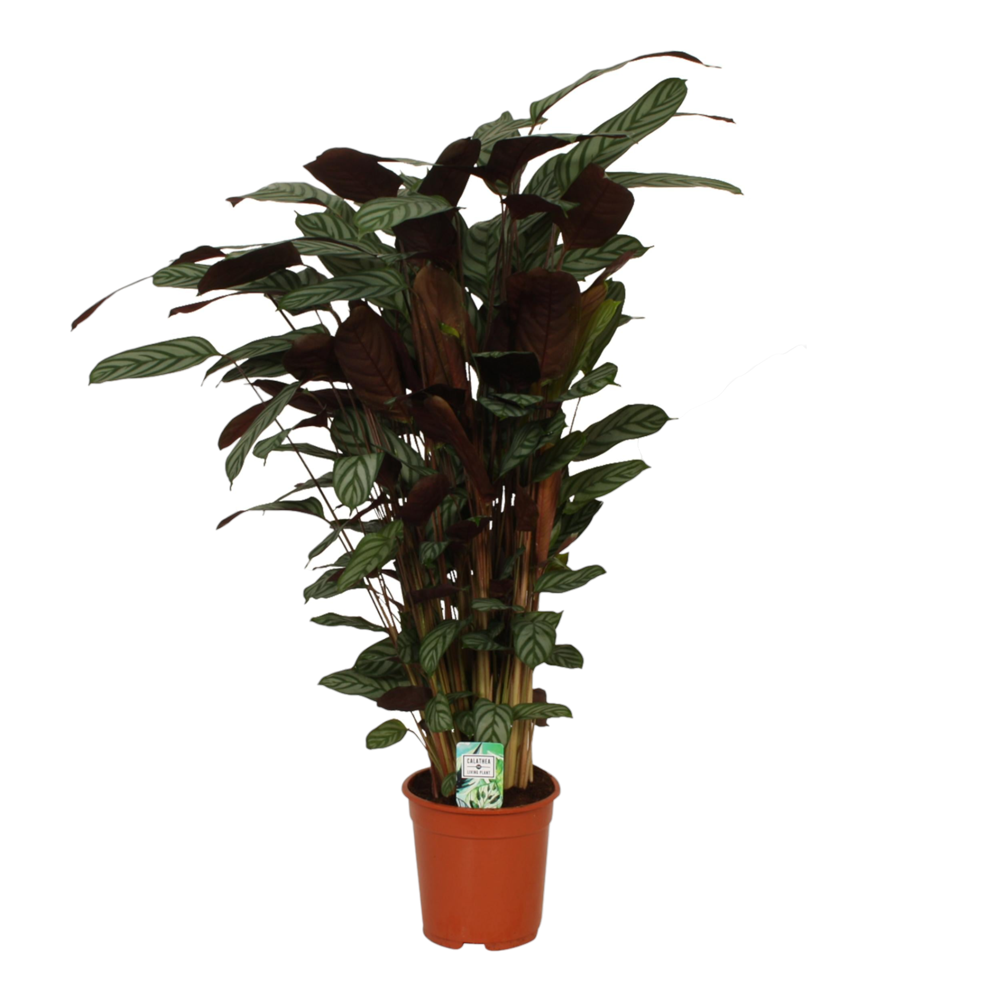 Plante d'intérieur - calathea compactstar 105.0cm