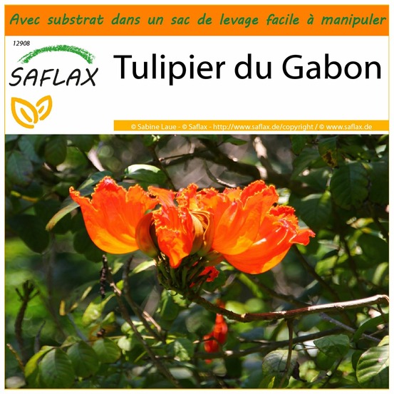 Garden in the bag - tulipier du gabon - 30 graines - spathodea campanulata