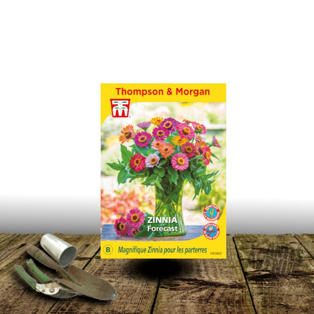 Graines de zinnia forecast - thompson & morgan sachet