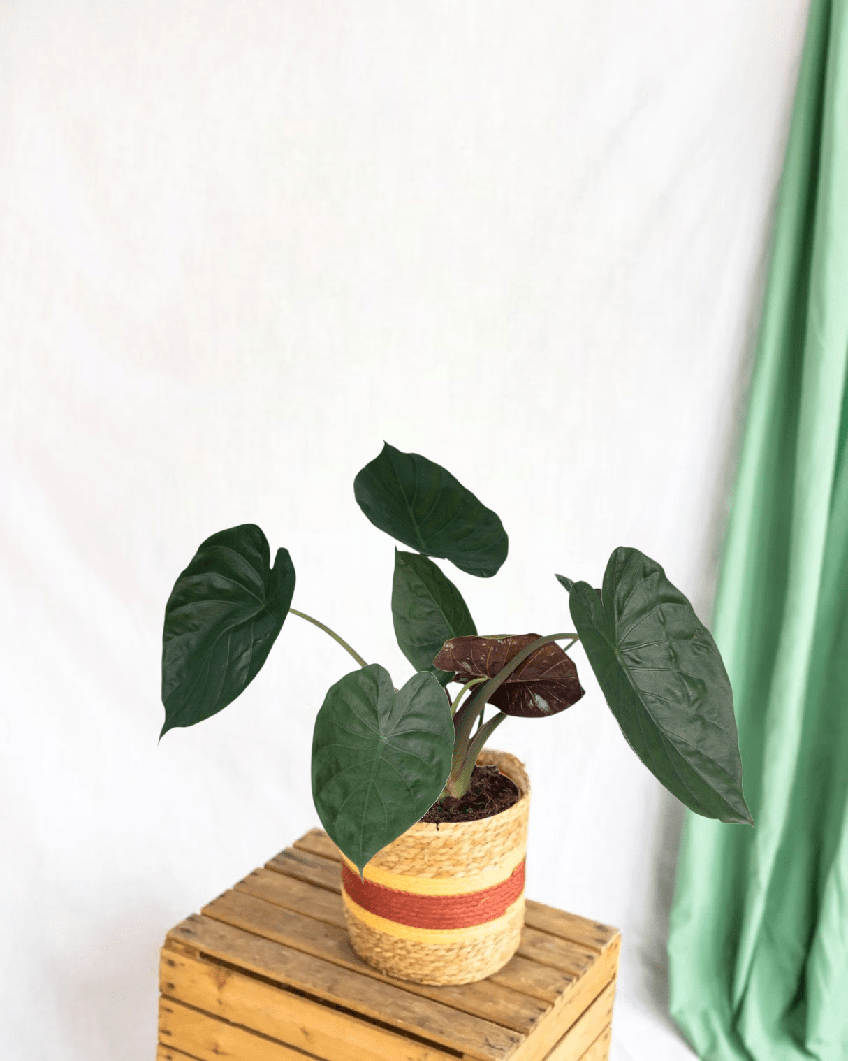 Plante d'intérieur - alocasia wentii 70cm