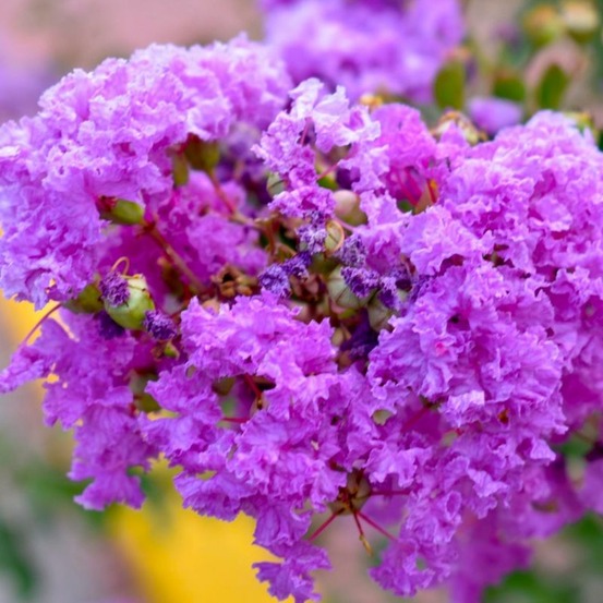 Lilas des indes 'catawba' (lagerstroemia indica)