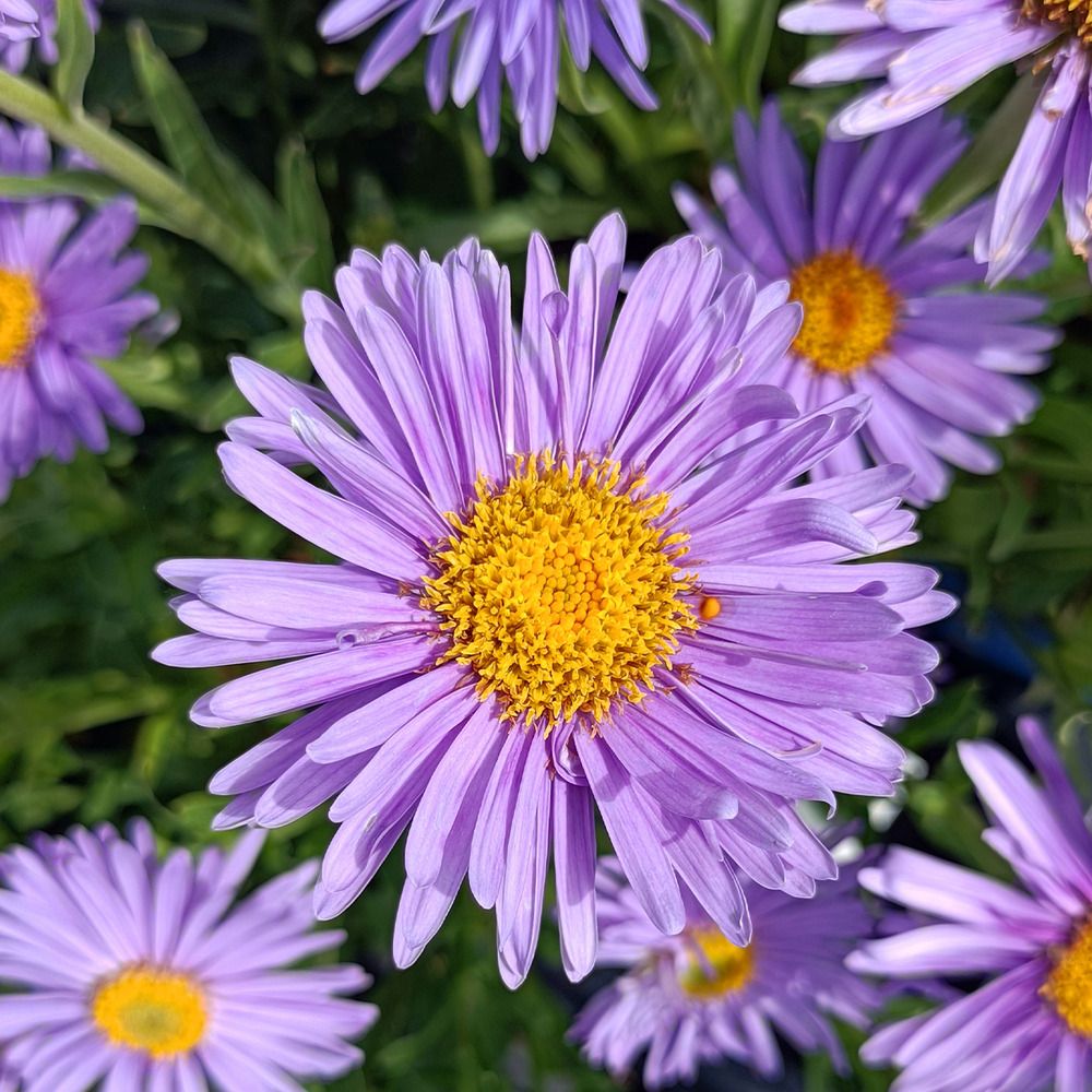Aster des alpes 'grande fleur bleue' pot de 2l/3l