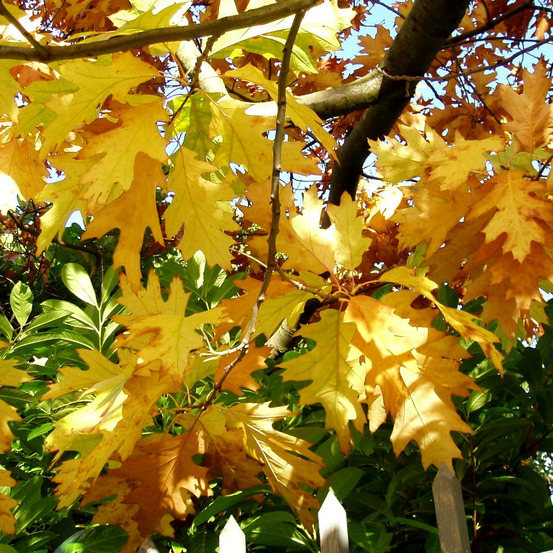 Chêne rouge d'amérique boltes gold, quercus rubra pot de 15l - baliveau