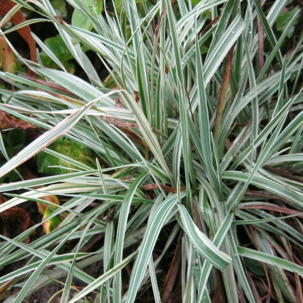 Amourette panachée 'zitterzebra' pot de 1l/1,5l