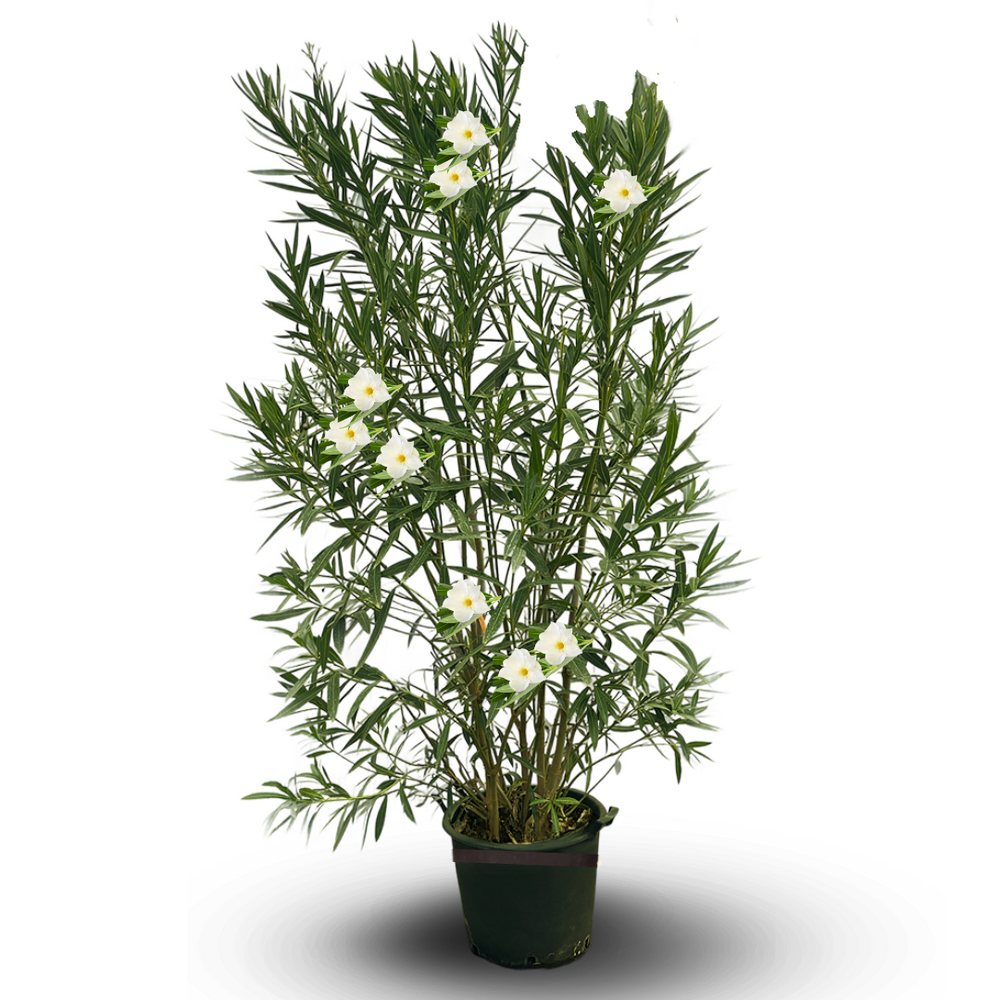 Laurier rose - nerium oleander - ↕ 170-190 cm - ⌀ 30 cm - plante d'extérieur - fleur blanche
