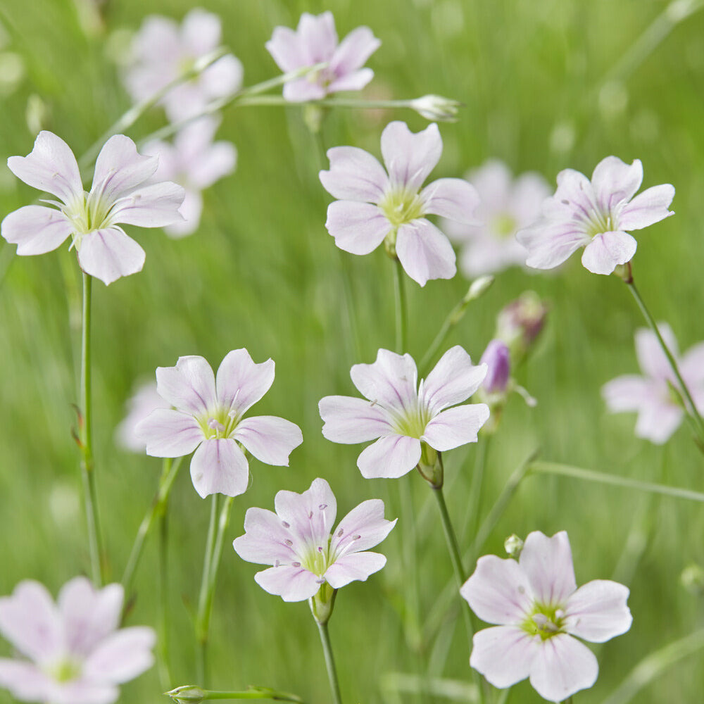Œillets des rochers - le pot / ø 9cm, vendu par lot de 4