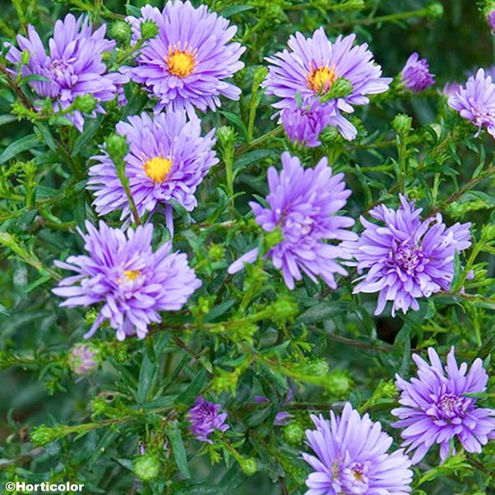 Aster grand d'automne 'sarah ballard' godet de 8/9 cm
