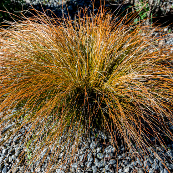 Laîche de buchanan - carex buchananii 30/35 cm godet 9cm