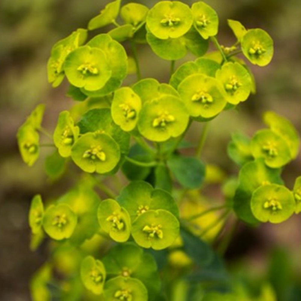 3 euphorbes des bois 'robbiae' (euphorbia amygdaloides robbiae)