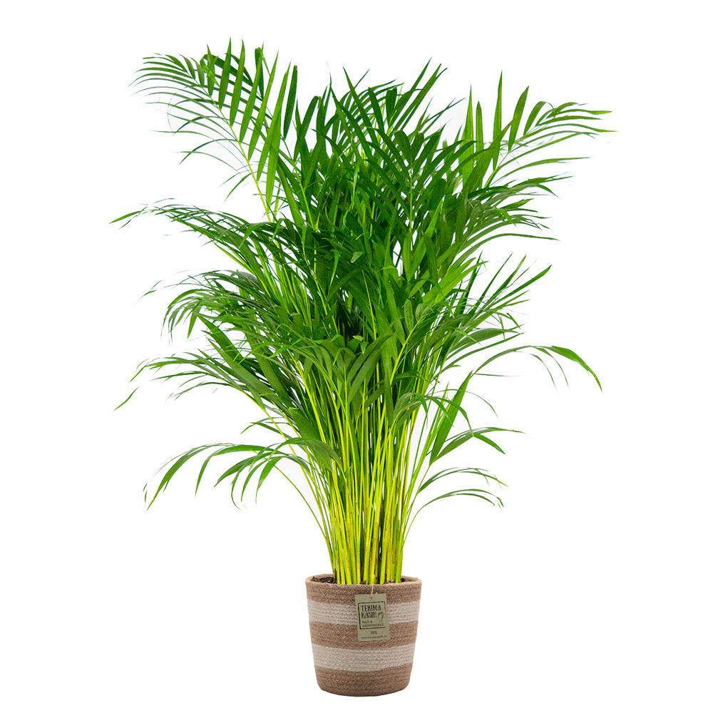 Dypsis lutescens - palmier areca - plante d’intérieur - 100-110 cm de haut - panier en jute 21 cm