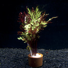Plante aquatique : Selaginella Erythropus Sanguine en bouquet