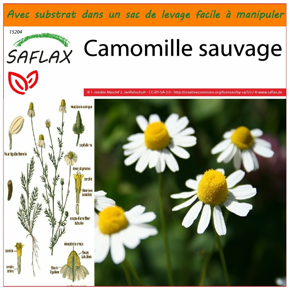 Garden in the bag - camomille sauvage - 300 graines - matricaria chamomilla