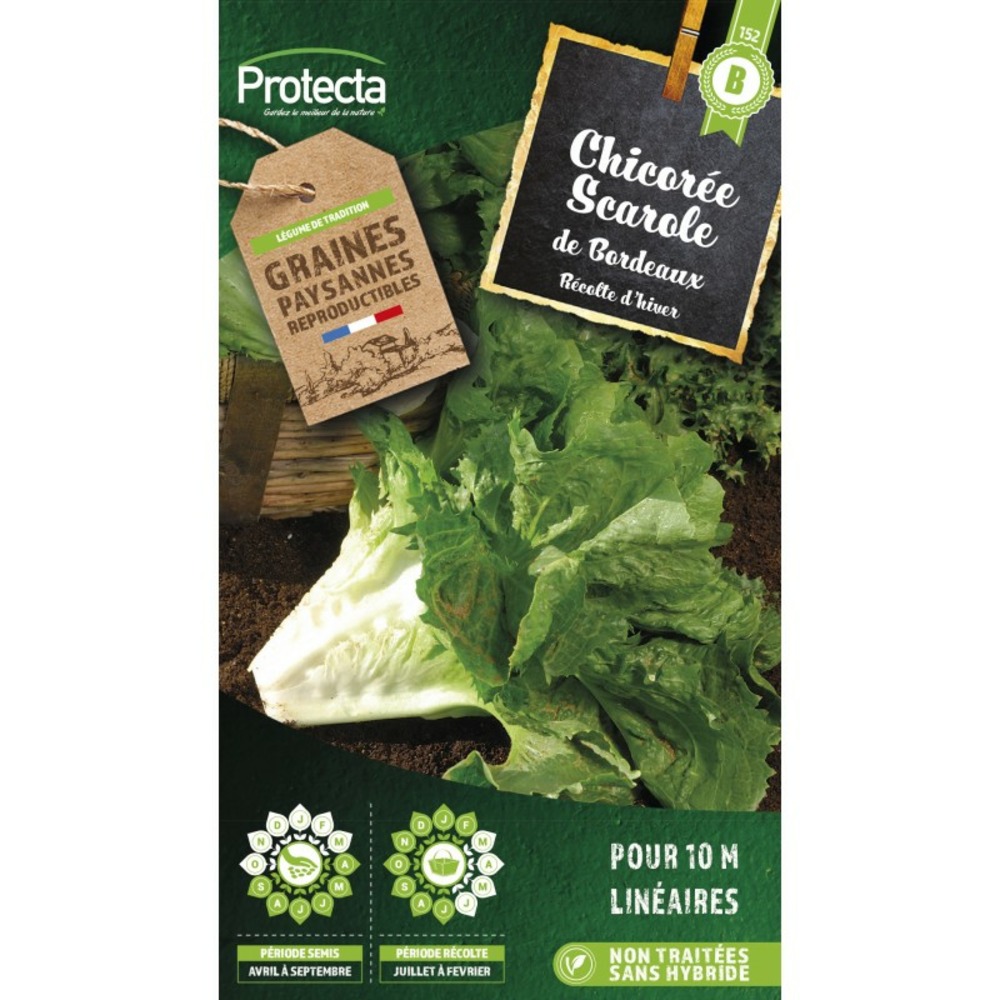 Graines paysannes - chicorée scarole en cornet de bordeaux