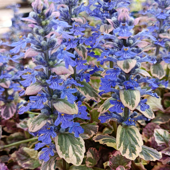 Bugle rampant 'burgundy glow' pot de 2l/3l