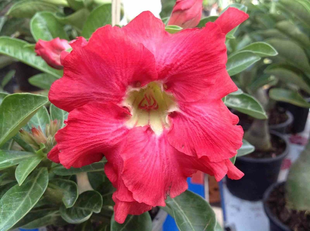 Adenium obesum cv.phubet rouge caudex d'environ 300g 20/25cm