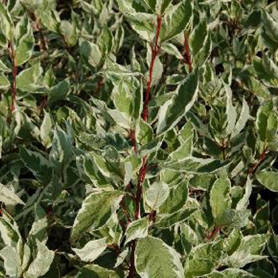 Cornouiller blanc argenteomarginata, cornus pot de 7,5l - 60/80 cm