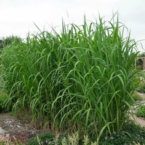 Miscanthus, roseau de chine giganteus lot de 5 godets