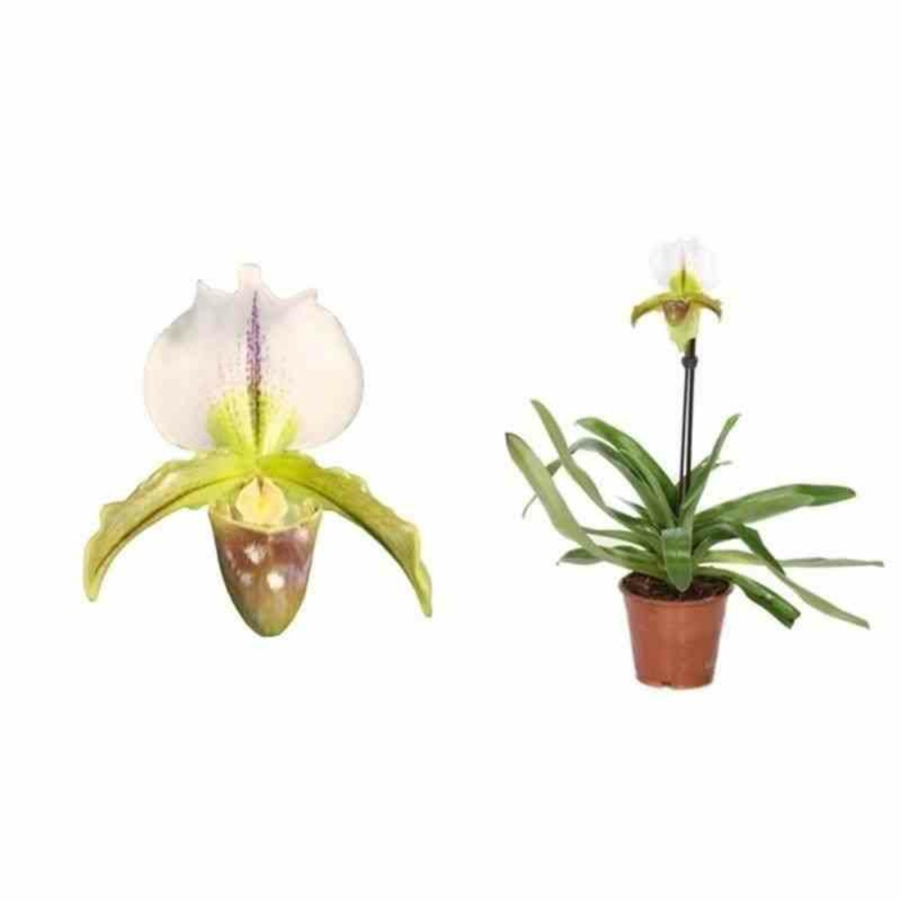 Paphiopedilum hybride (sabot de vénus) pot de 0,5 litre - 20/30 cm