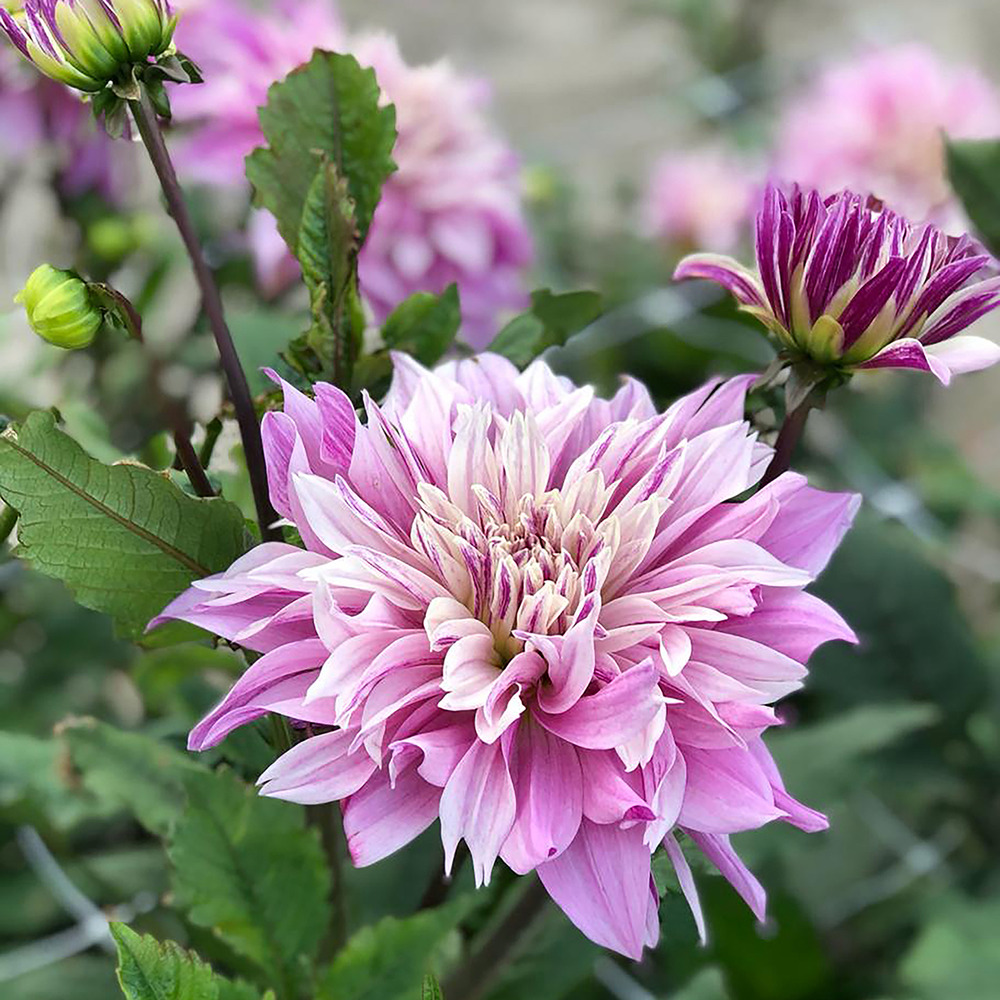Dahlia géant décoratif 'labyrinth twotone' bulbe calibre i
