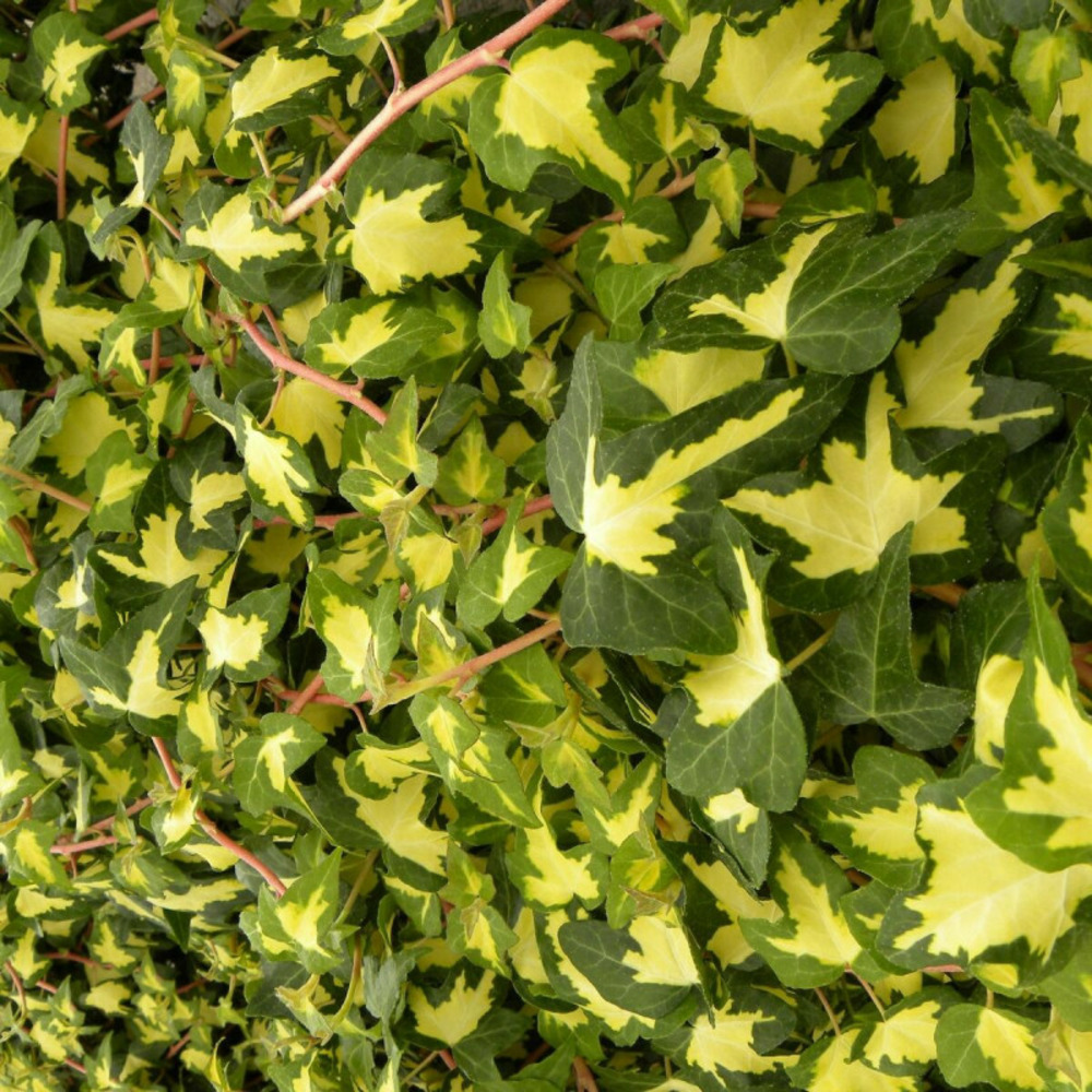 Lierre des bois goldheart pot de 3l - echelle bambou 60/120 cm