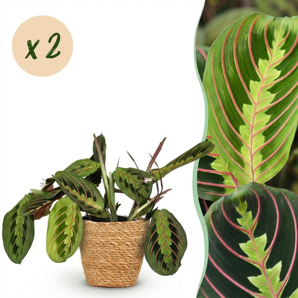 Maranta fascinator tricolour - pet-friendly - pot de 12cm - hauteur 25cm - plantes d'intérieur