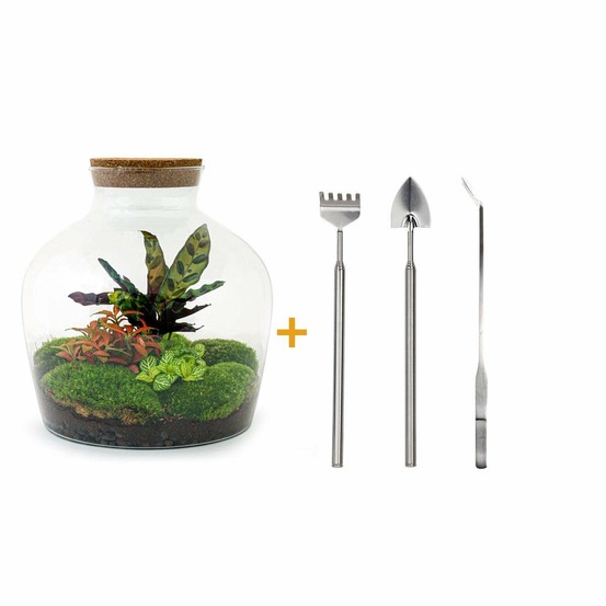 Kit terrarium diy - joy calathéa + 2 fittonia - rateau + pelle + pince