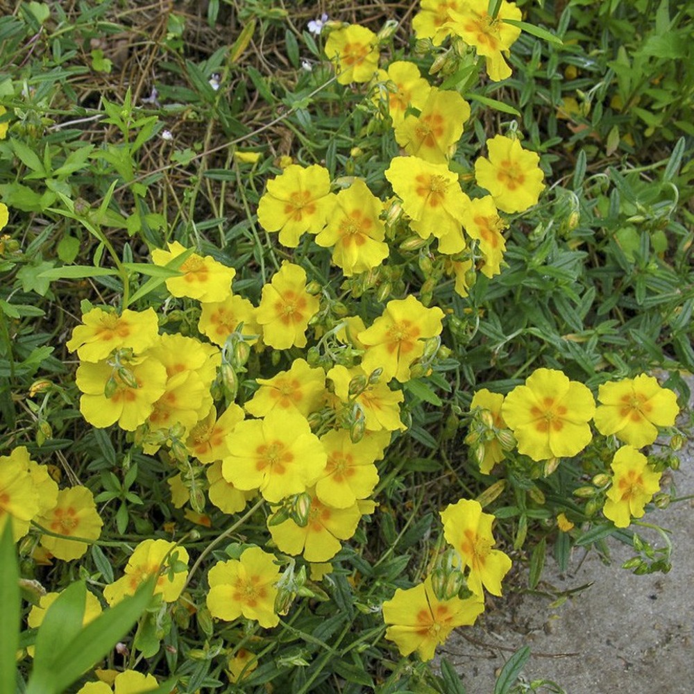 Hélianthème 'ben fhada' godet de 7/8 cm