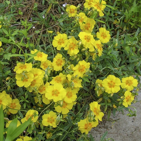 Hélianthème 'ben fhada' godet de 7/8 cm