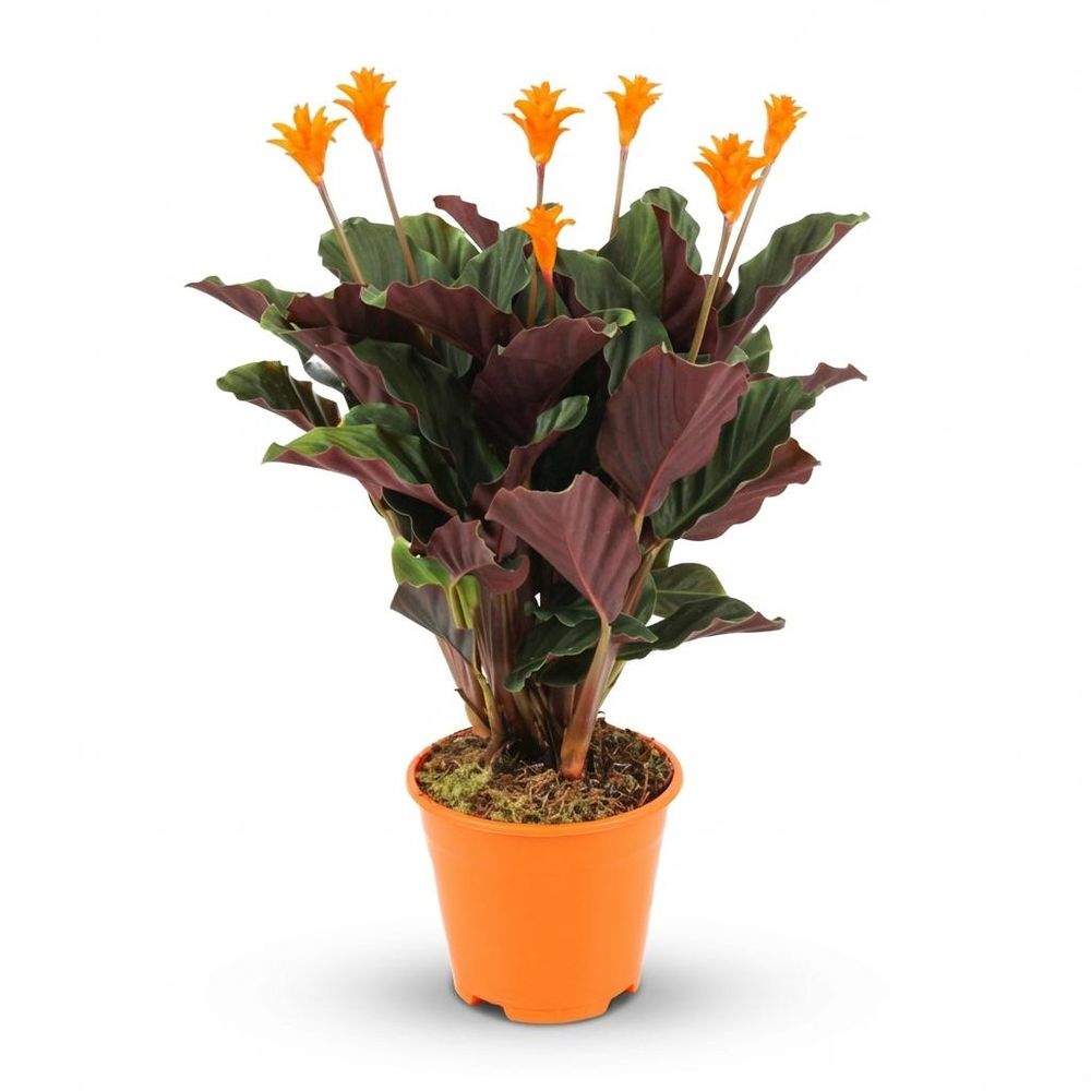 Calathea crocata - pot de 14cm - hauteur: 40 - 45cm