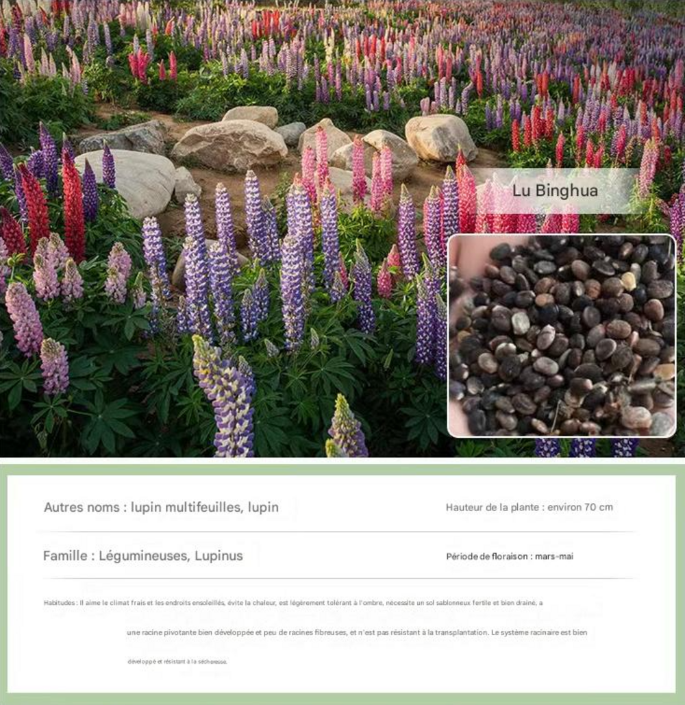 Dtopbuyage - graines de lupin 100 pièces