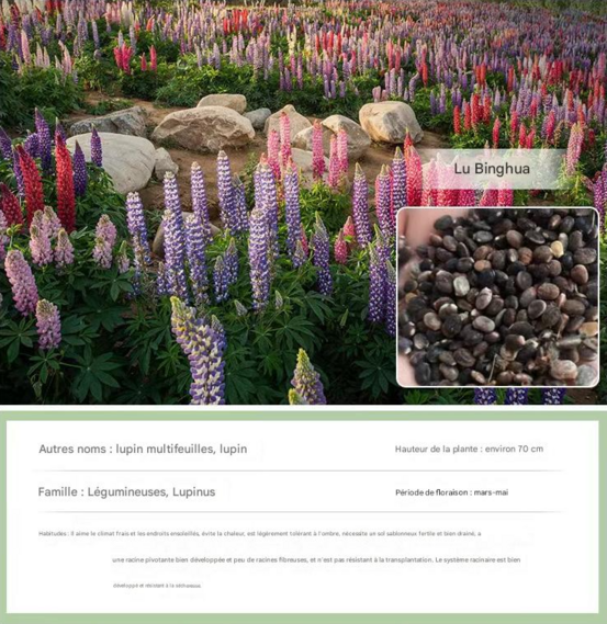 Dtopbuyage - graines de lupin 100 pièces