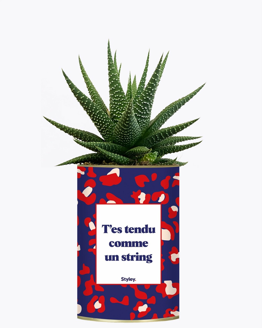 Plante à message - t'es tendu comme un string - cactus