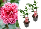 Camellia volunteer - set de 2 - arbuste - pot 13cm - hauteur 25-40m