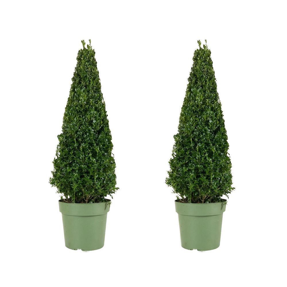 Lot de 2 - ilex crenata jenny pyramid - houx japonais - feuillage persistant - rustique - p. 21 cm