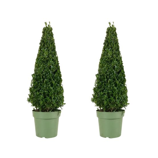 Lot de 2 - ilex crenata jenny pyramid - houx japonais - feuillage persistant - rustique - p. 21 cm