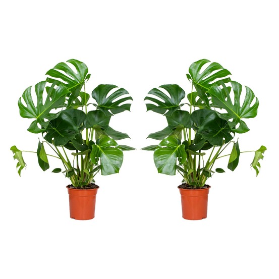 Lot de 2 - monstera deliciosa - plante-gruyère - plante d'intérieur - h. 70-80 cm - p. 21 cm