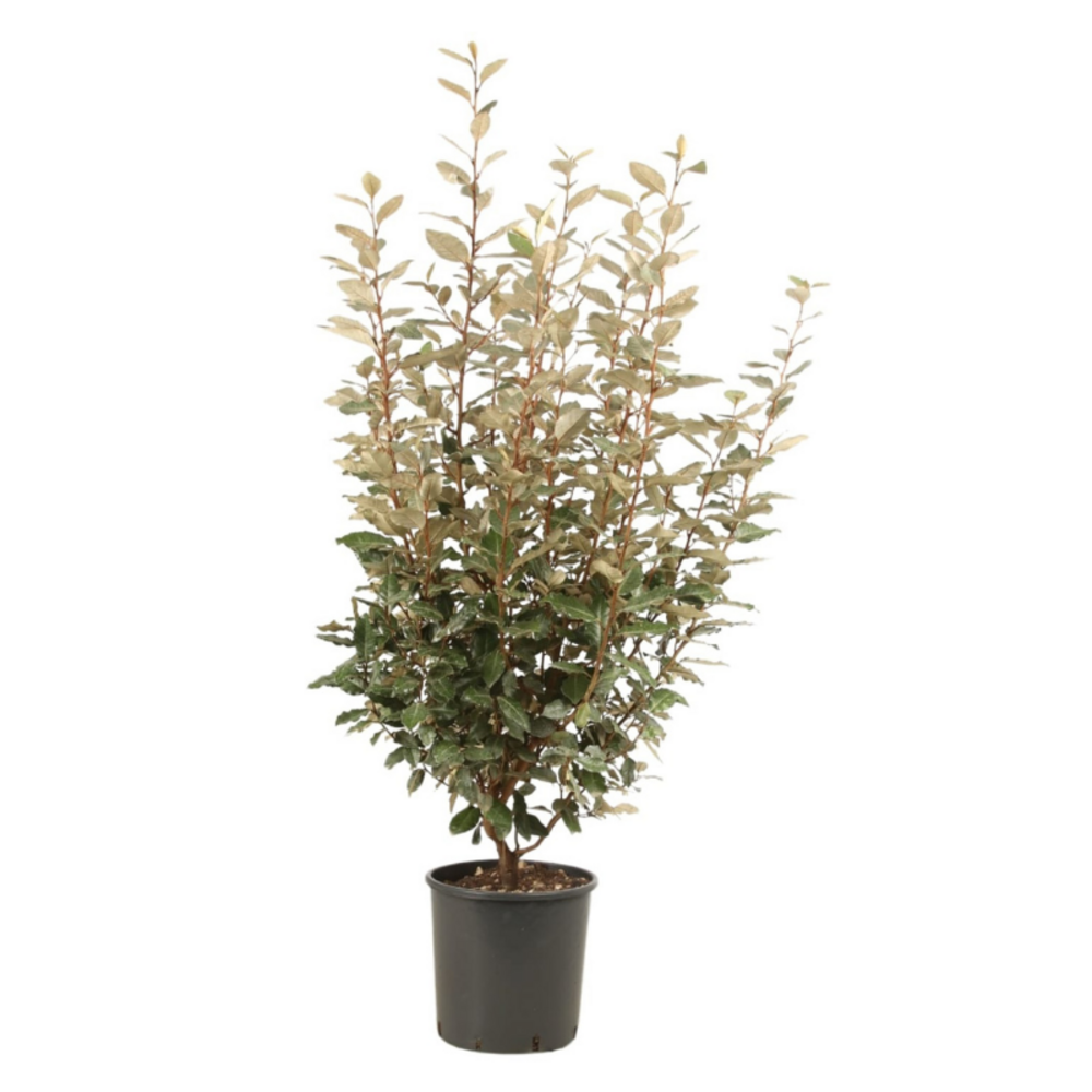Chalef compact - elaeagnus ebbingei compacta 80cm en pot