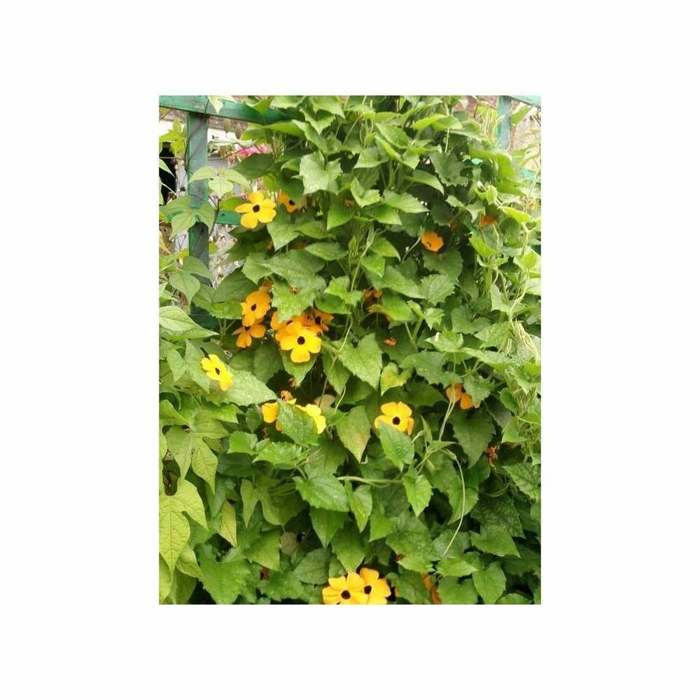 Thunbergia alata (Suzanne aux yeux noirs) var