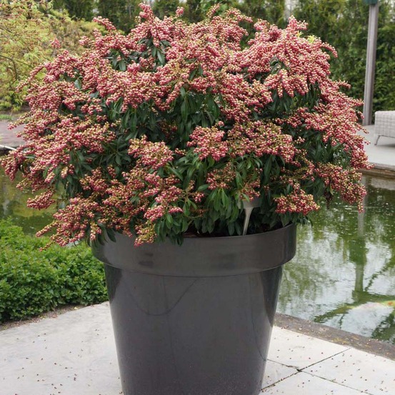 Andromède du japon 'passion' pot de 6l/7l