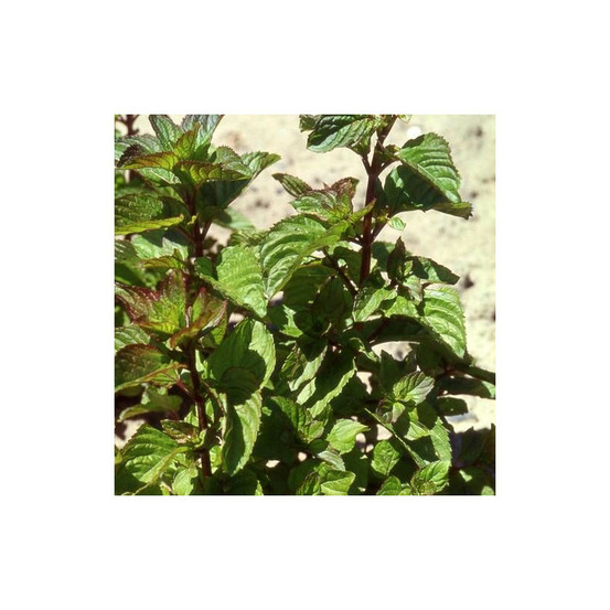 Menthe poivrée citrata lot de 3 godets