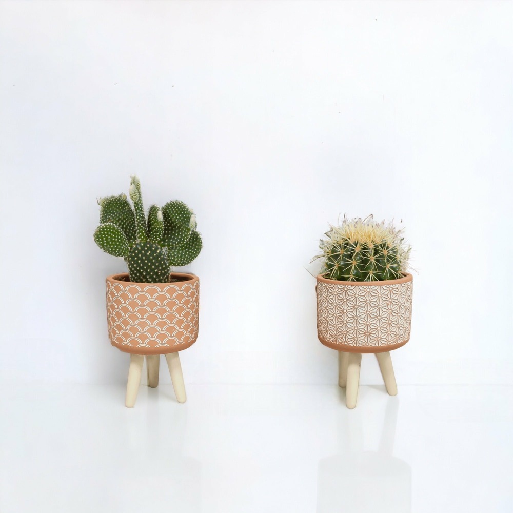 Coffret cactus et ses caches-pots terracotta - lot de 3 plantes - h20cm, ø12cm - plantes d'intérieur