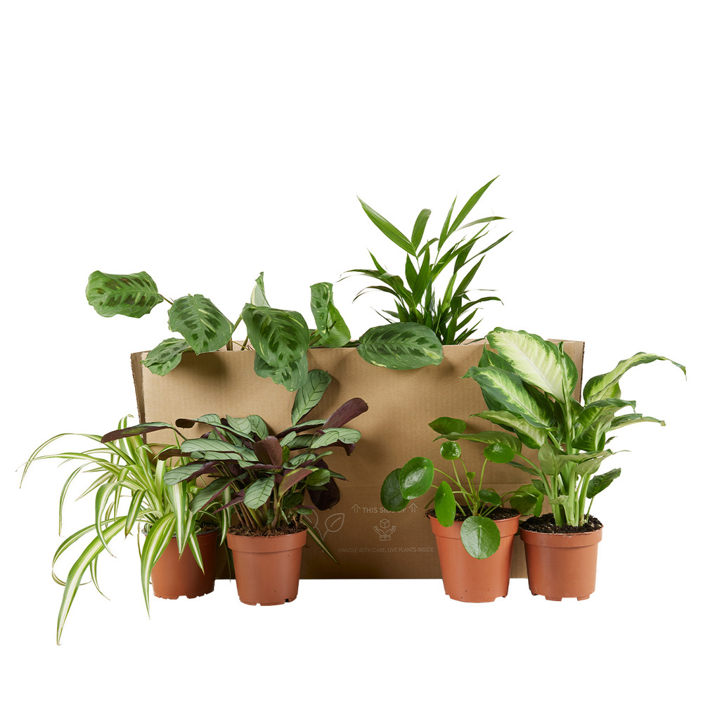 Lot de 6 - plante surprise - mélange de plantes vertes - hauteur 25-50 cm - pot 12 cm