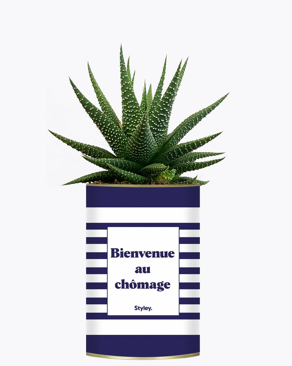 Plante drôle - bienvenue au chômage - cactus