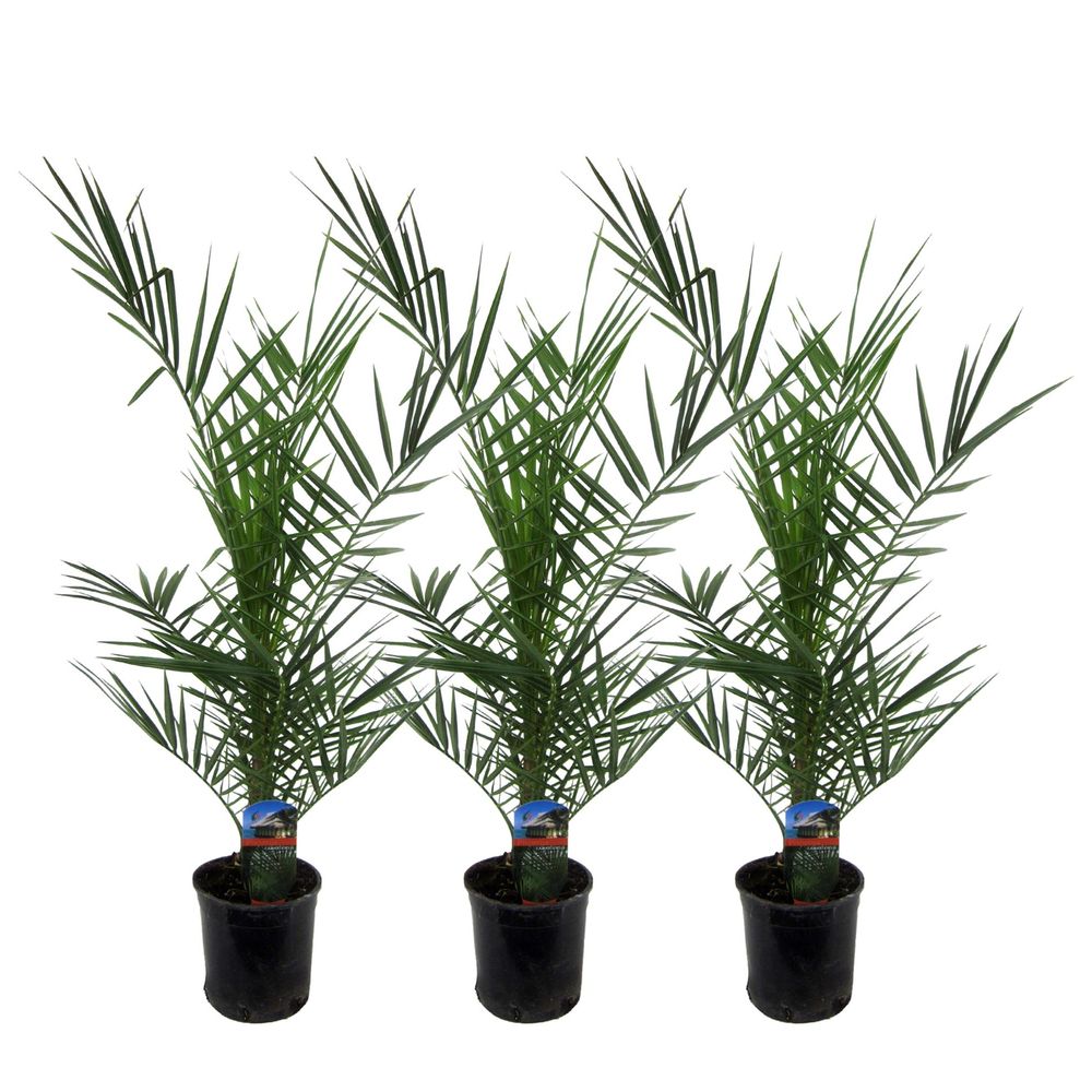 Palmier des canaries - phoenix canariensis - lot de 3 - ø15cm - ↕80cm - plante d’extérieur