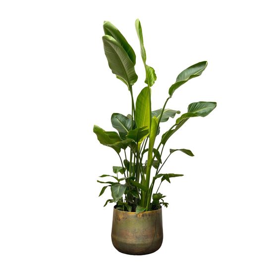 Strelitzia nicolai - plantes d'intérieur
