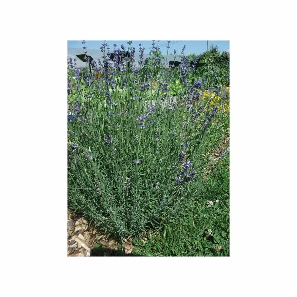 Lavande Blue Provence