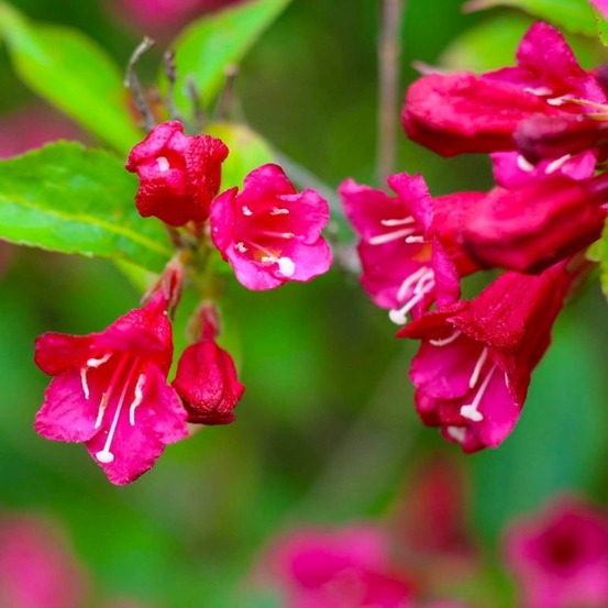 Weigela 'red prince' (weigela x florida 'red prince')